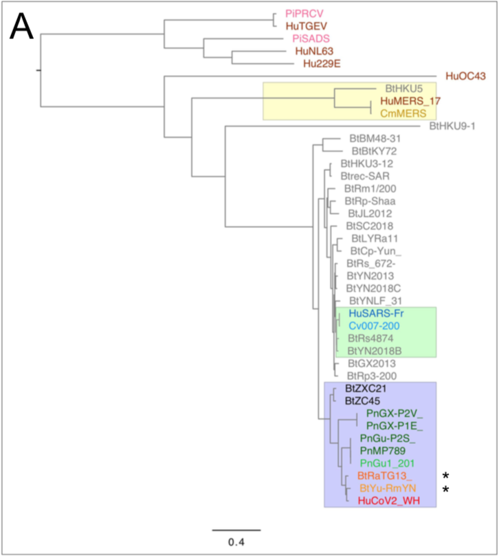 SARS-CoV-2 is the third human coronavirus (CoV) responsible for severe respiratory syndrome that emerged in the last 20 years, the two previous ones being SARS-CoV in 2002 (Drosten et al. 2003) and MERS-CoV in 2012 (Zaki et al. 2012).