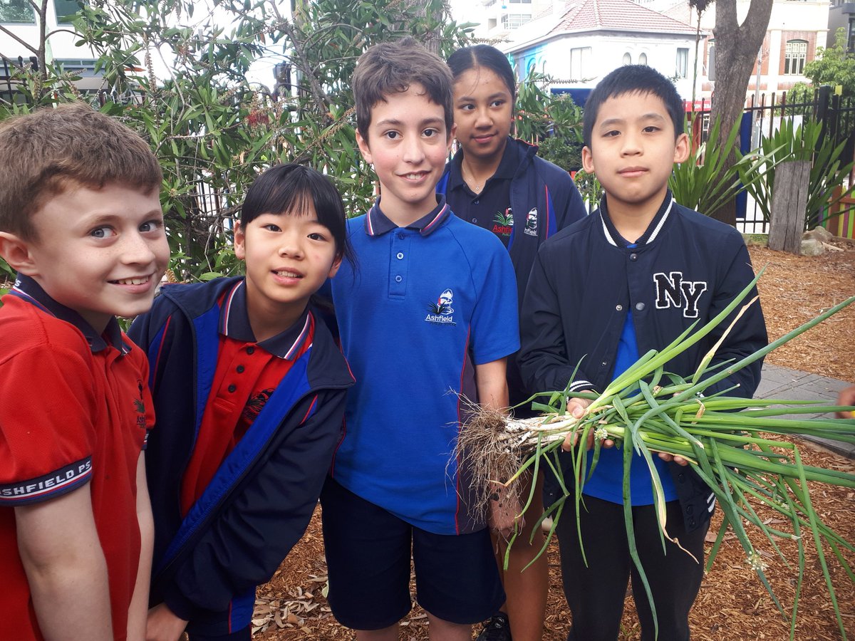 CGurney_edu's tweet photo. Our first harvest from the Community Garden. So proud to donate our produce to the Bill Crews Foundation. #BillCrews #communitygarden #NSWEducation
@AshfieldPS https://t.co/7jVOYWRrp0