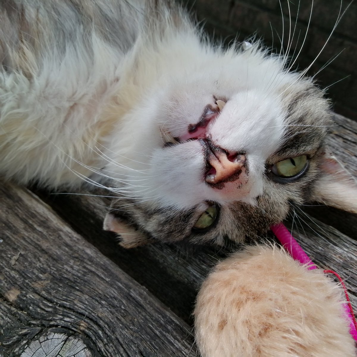 tarsamada's tweet photo. ある日、ＵＰ主が出会った猫（地域猫）
性格は温厚で平和主義、ゆえに最弱。食べ物を他の猫に奪われることが多い。怪我や行方をくらませることもしばしばである。そして、おそらくは腎臓病である。

鈴木くんとの別れの日が来るまでを記録します
#野良猫 #地域猫 #野良暮らし　#外猫 https://t.co/iGRzSotZvg