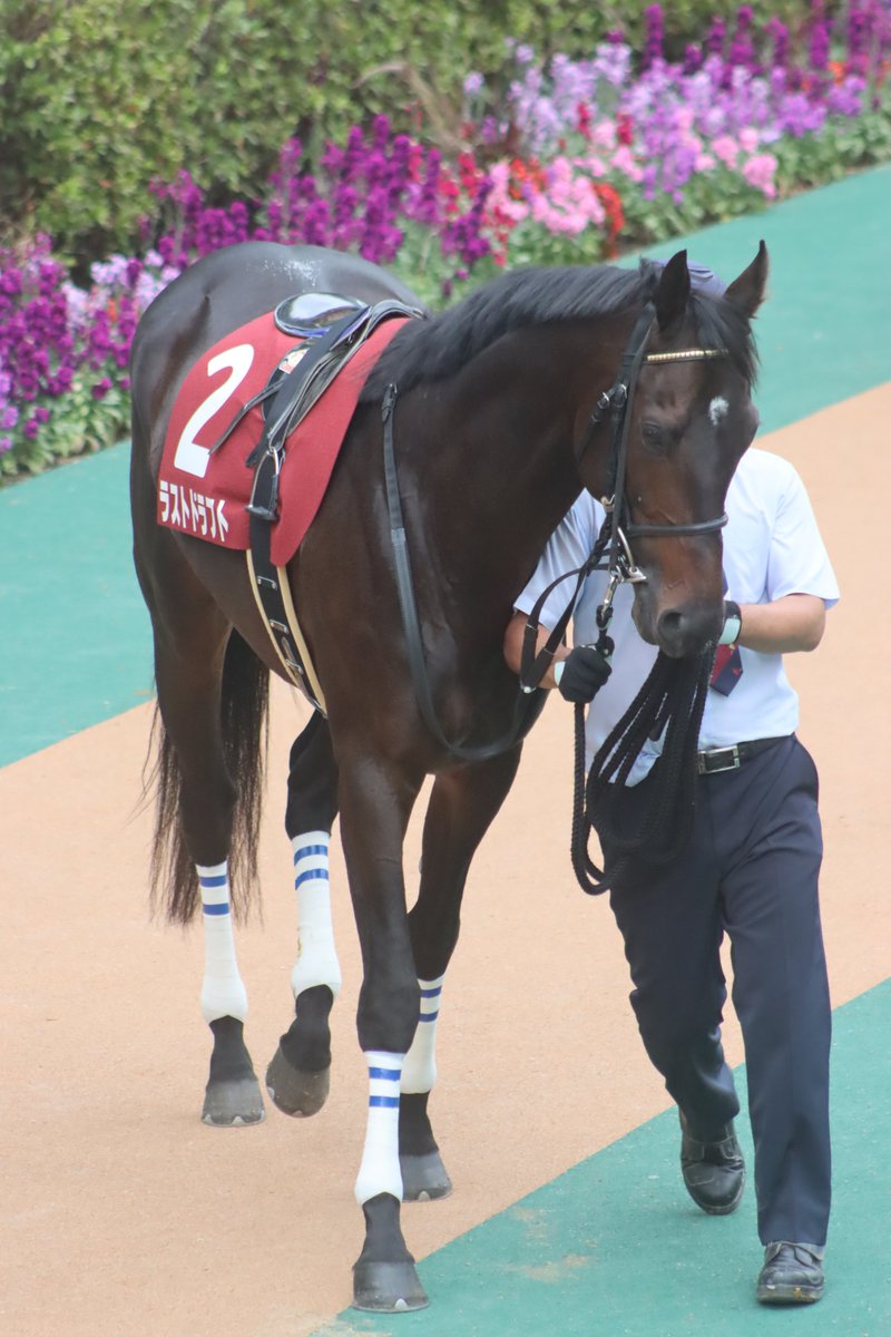 HiyoshiPocket's tweet photo. 2020/11/08
#ラストドラフト
#戸崎圭太
#社台RH
#アルゼンチン共和国杯
#LastDraft
#東京競馬場 https://t.co/FoZvYAyWhM