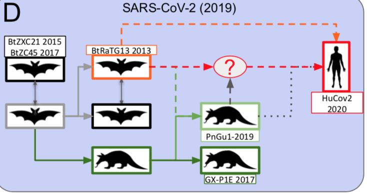 When the first SARS-CoV-2 isolates were sequenced, the closest coronaviruses available in databases were bat-SL-CoVZXC21 and bat-SL-CoVZC45 strains,