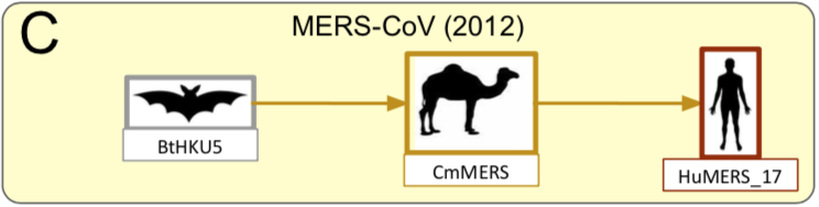 The etiological agent of COVID-19 was rapidly identified and by 26 January 2020, 10 viral genomes had been sequenced (R. Lu et al. 2020). Sequence comparisons revealed a 99.98% pairwise identity between those genomes, which is characteristic of a recent emergence.