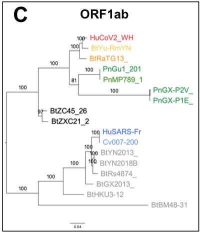 Researchers concluded that SARS-CoV-2 is a new infectious agent belonging to the SARS-CoV family, able of human-to-human transmission, and whose animal reservoir is the bat (P. Zhou et al. 2020; R. Lu et al. 2020).