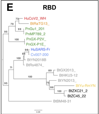 allowing the recombination of viral genomes in animals co-infected by different strains (Menachery et al. 2015; Hu et al. 2017; Luk et al. 2019).