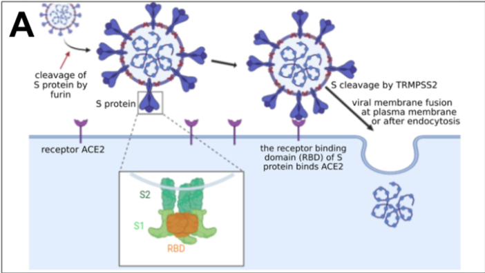 It is generally accepted that zoonotic transmission of CoVs to humans occurs through an intermediate host species, in which viruses better adapted to human receptors can be selected, thereby facilitating the species barrier crossing (Cui, Li, et Shi 2019).