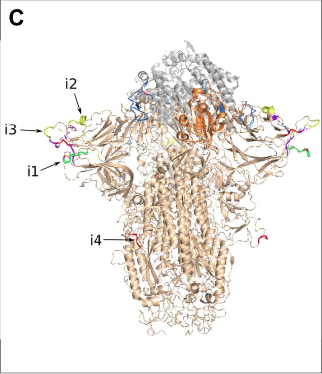 Although no epidemic related to direct bat-to-human transmission has been identified to date, experimental studies have shown that more than 60 chiropteran CoVs are capable of infecting cultured human cells (Luis et al. 2013; Menachery et al. 2015).