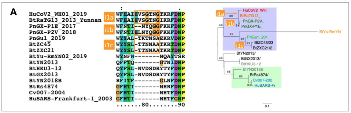 The origin of SARS-CoV-2 is a matter of debate. Bioinformatic studies revealed that it has a 96.2% identity with a CoV genome (RaTG13) reconstructed from faeces and anal samples of Rhinolophus affinis bats).