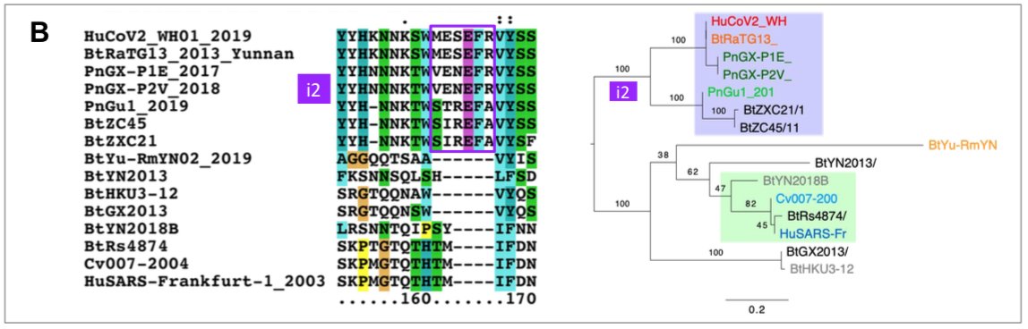 Interestingly, these samples were collected in 2013, but the full genome sequence was only published in early February 2020 (P. Zhou et al. 2020). Unfortunately, the precise location of the sample collection is documented neither in the article nor in the sequence databases.