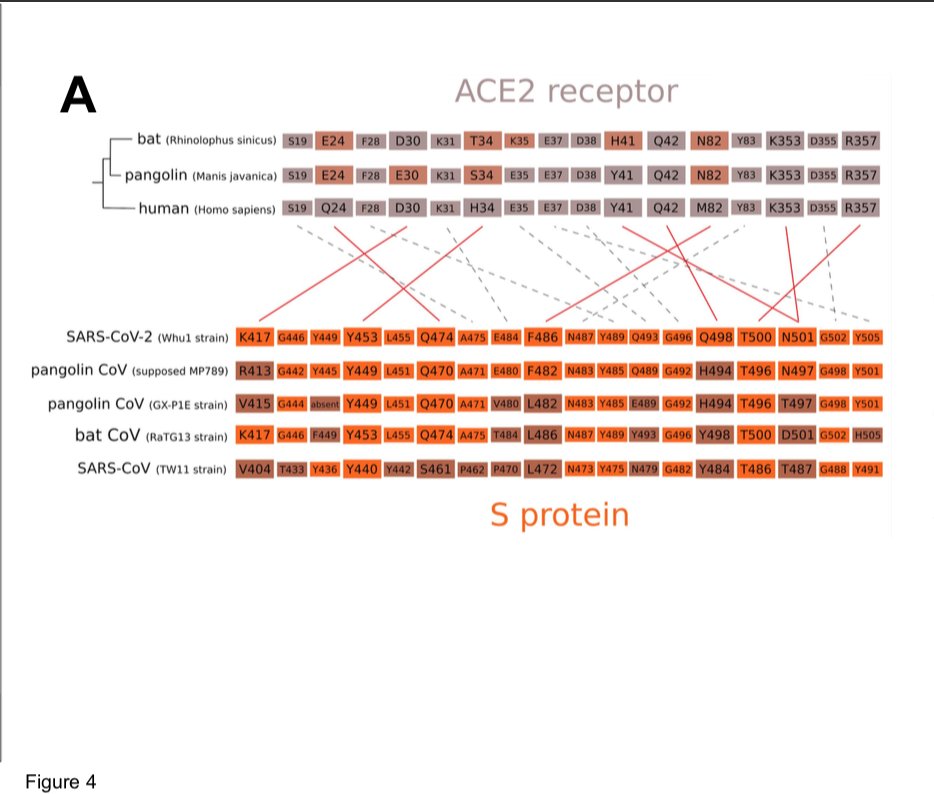The identification, in 2017, of viral isolates very similar to SARS-CoV in bats raises the issue of a possible direct transmission from chiropterans to humans,