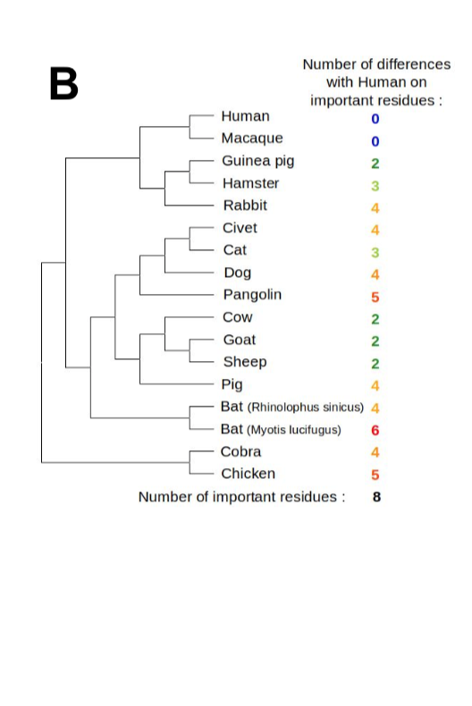 which could result from mutations in the receptor-binding domain (RBD) of the viral spike protein, which enables its entry into the host cell (Hu et al. 2017).