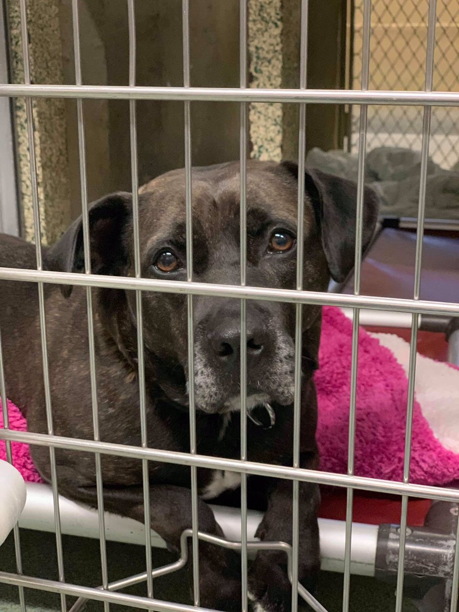 AdoptJuniper's tweet photo. Today marks 1000 days since Juniper came to Town of Hempstead Animal Shelter,NY. She is in a loving foster home now, but it is temporary. Her foster mom can’t keep her.https://t.co/9K9mtkp5d5 email to Adoption@tohmail.org #AdoptDontShop https://t.co/zKGIXv8lio