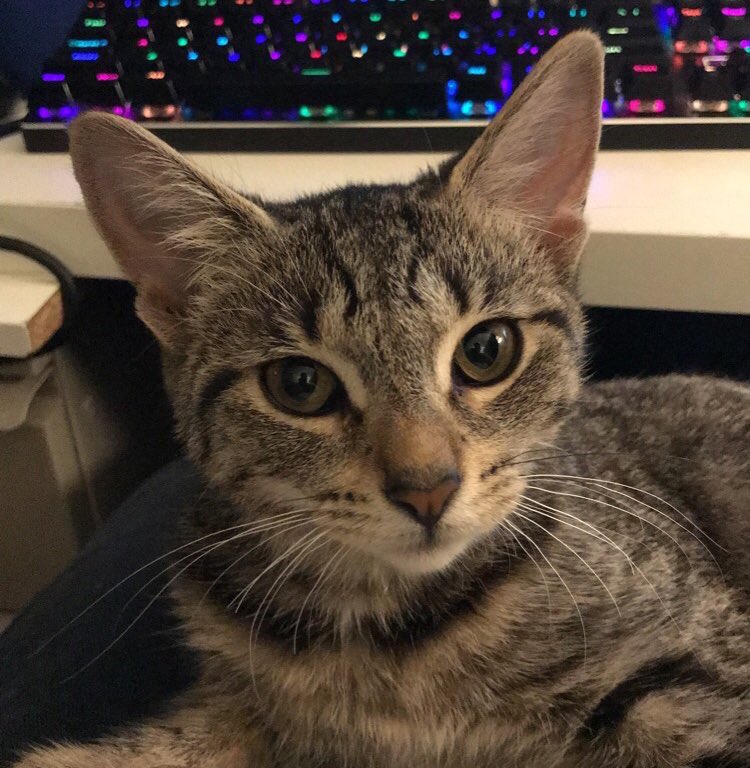 Oobeleski's tweet photo. WFH coworker https://t.co/hJGUkVthGx