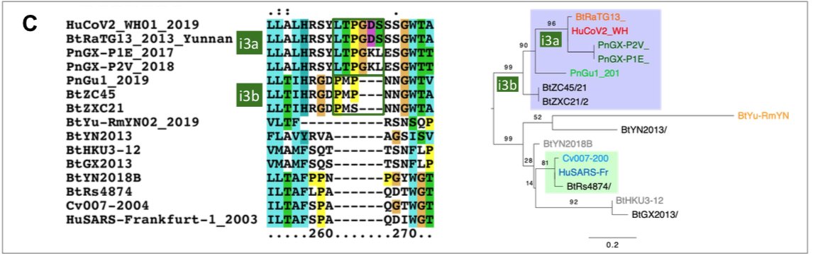 However, we found an exact match between RaTG13 and a 370 nucleotide fragment published in 2016 (KP876546), encoding a BtCoV/4991 polymerase domain,