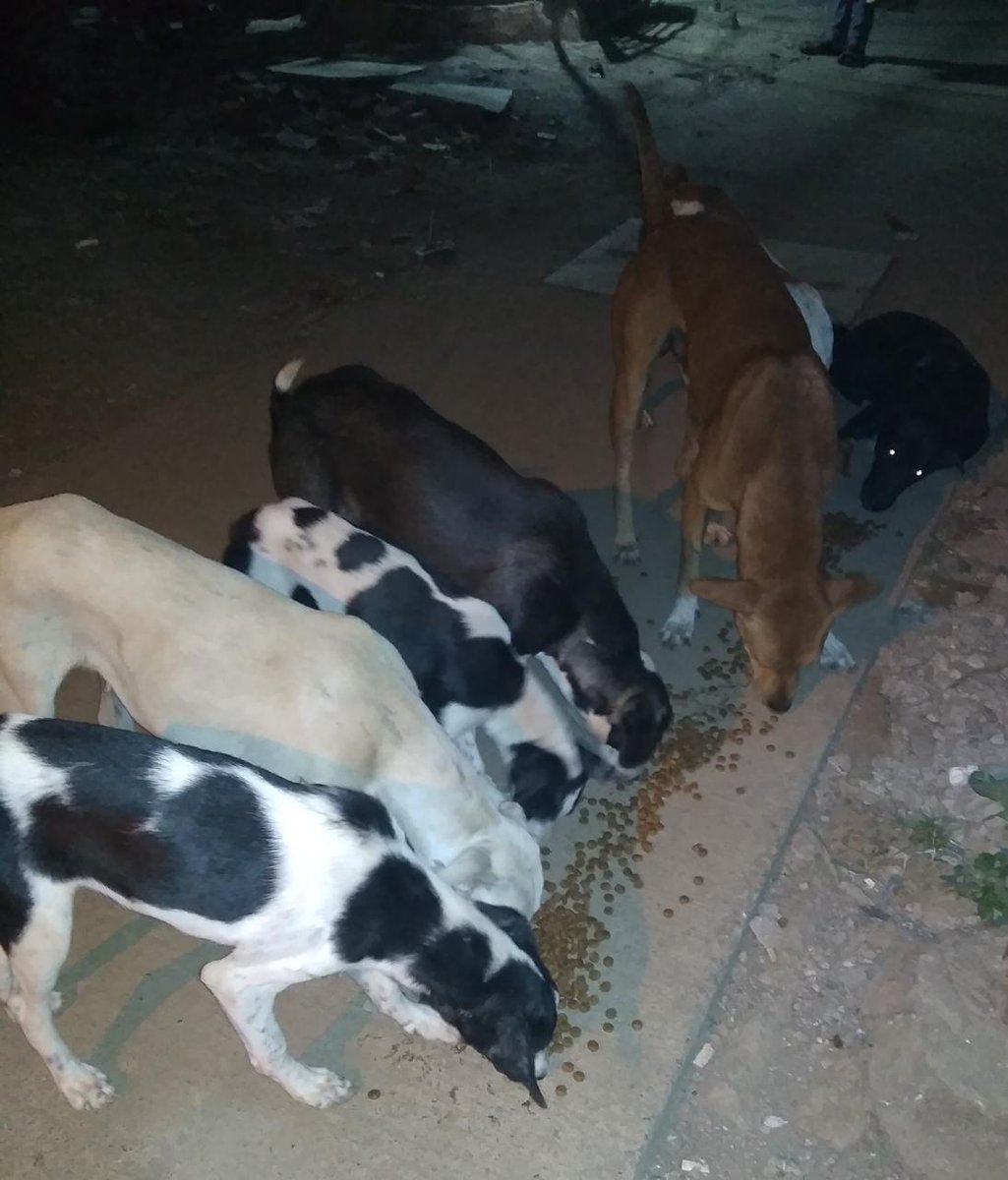 streetanimalsin's tweet photo. Feeding Day 240 : Date 07.11.2020
.
Showering your love
stay connected with humanity
.
#pawsandclawsofficial #pacofficialindia #forfutureindia #forfutureindiateam #foodfeeding #animallover #betterlivesfordogs #betterlivesfordogsindia #protectanimals #animalprotectionassociation https://t.co/arkCk9GD1F