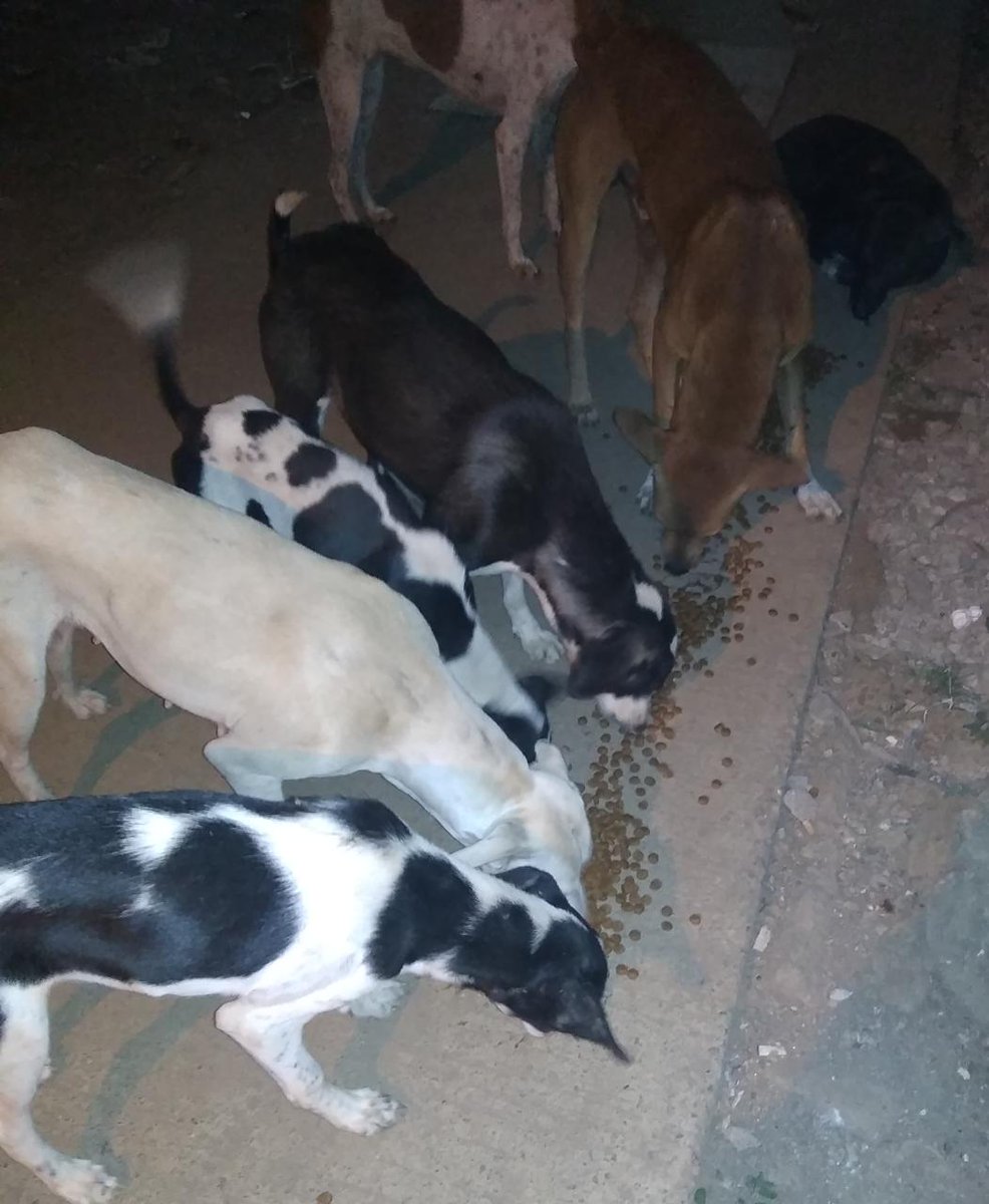 streetanimalsin's tweet photo. Feeding Day 240 : Date 07.11.2020
.
Showering your love
stay connected with humanity
.
#pawsandclawsofficial #pacofficialindia #forfutureindia #forfutureindiateam #foodfeeding #animallover #betterlivesfordogs #betterlivesfordogsindia #protectanimals #animalprotectionassociation https://t.co/arkCk9GD1F