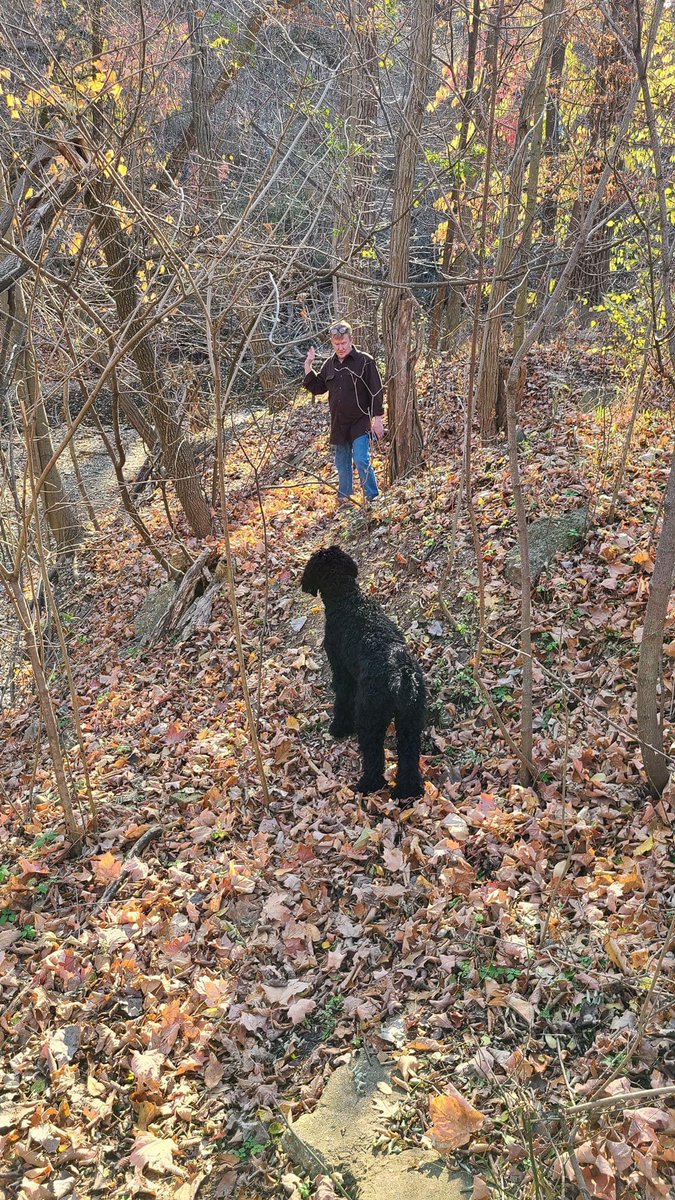 Gander Service Dog tweet media