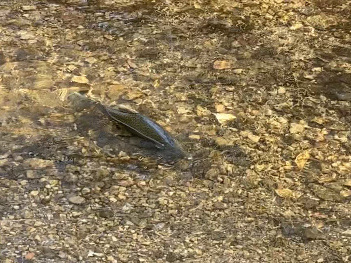 Gander Service Dog tweet media