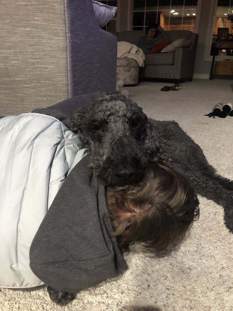 AllisonMau's tweet photo. The cuddliest boy went over the rainbow bridge today. I’ll miss your snuggles and your warning bark at everything that moved. RIP Rudy 💕 https://t.co/YjaMRJLj4v