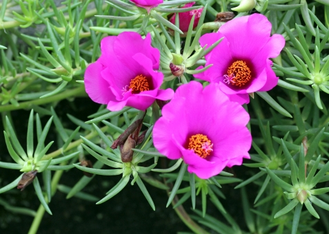 鈴菜 名 前 マツバボタン 学 名 Portulaca Grandiflora スベリヒユ科ポーチュラカ属 原 産 地 ブラジル アルゼンチン 出回り時期 5月 8月 開花時期 6月 9月 花 言 葉 無邪気 忍耐 心の扉 可憐 マツバボタン T Co N1fx8swh5v