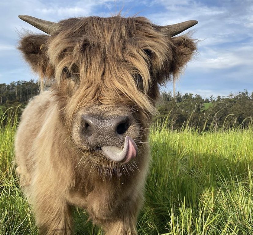 🗓 10th November 2020
🏷 Instagram/angel.pastures
💕 #animaloftheday