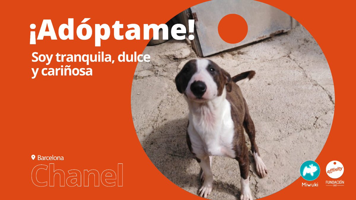 Adoptar significa cambiar para siempre dos vidas: la de tu nuevo mejor amigo y la tuya 🧡 Chanel es una perrita muy dulce que merece seguir creciendo junto a una familia 🐶 Encuéntrala a ella y a otros #perros en adopción en petshelter.miwuki.com/adopta-a-chane… #NoAlAbandono #AdopcionPerro