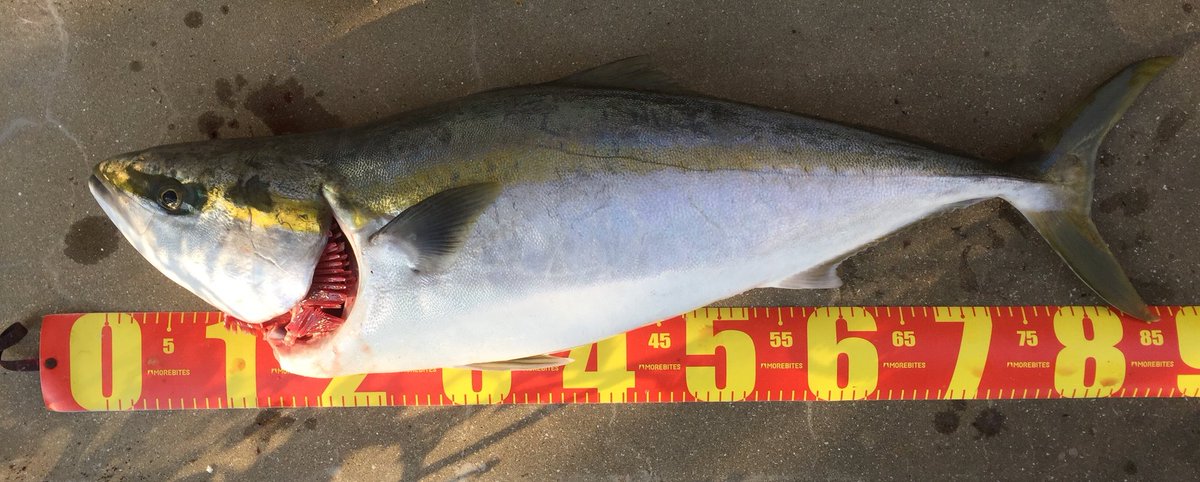 coopa15860857's tweet image. 親父に送ったミナペンで
とうとう親父が釣りやがった👏
ぶりぶり87cm8.3kg😬

単発でボシュと食ってるやつが居て
とりあえずぶん投げてくれたそうな🙄
先に釣られてしもうた
やりよる……
#3dプリンタールアー
#ミナペン
#CreatorPro