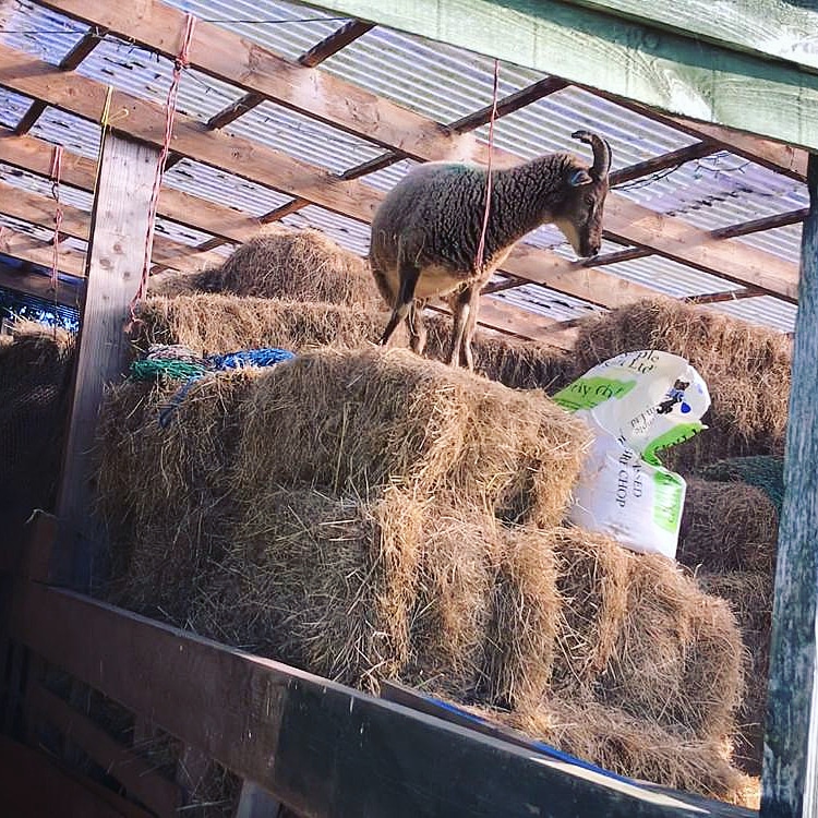EriKeshOT's tweet photo. @carbery_liam @BBCNWT Given half a chance they would...one of ours up in the haybarn #pepperwoodflock #castlemilkmoorit https://t.co/HjXoOfwWEE
