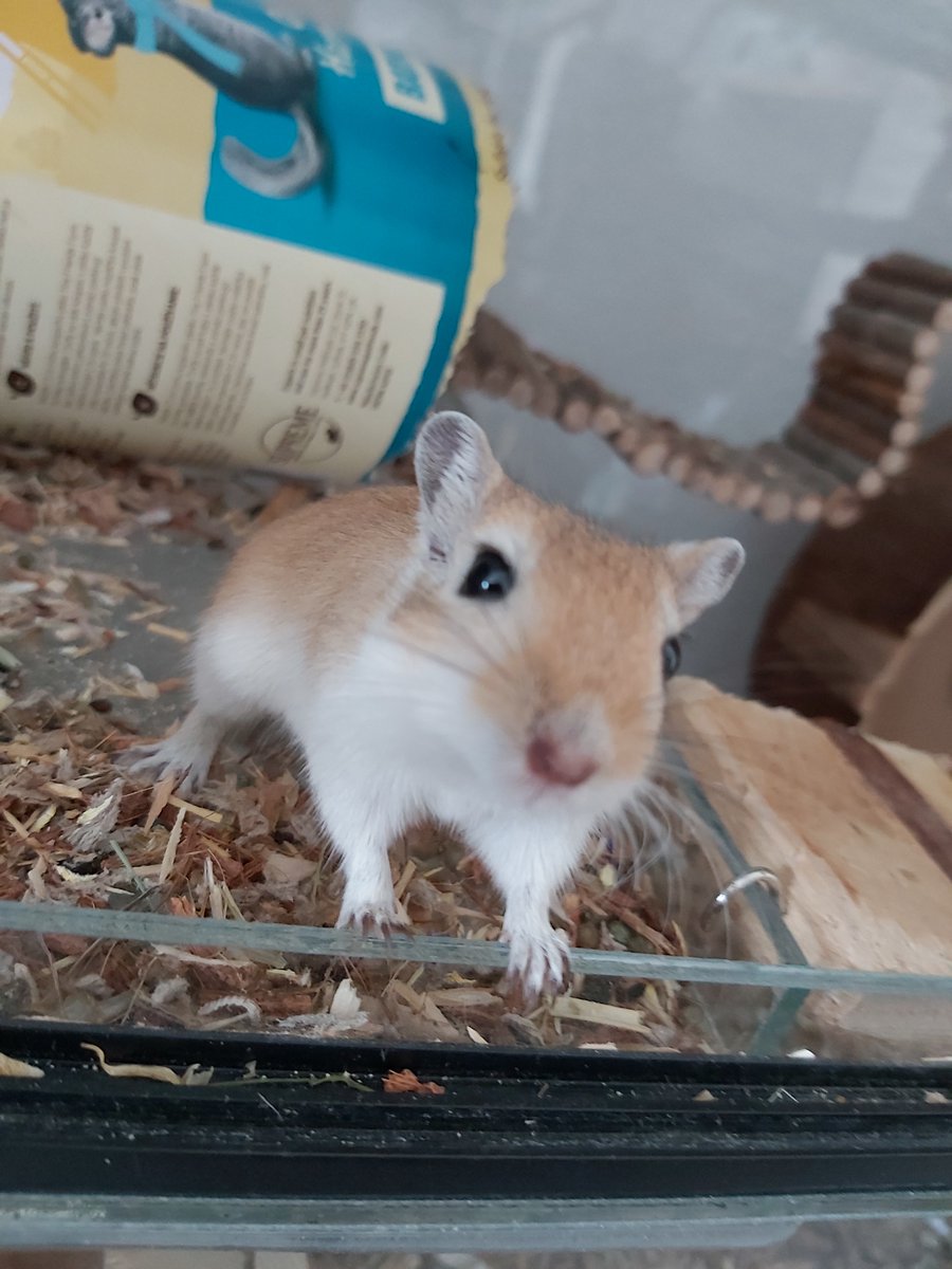 GerbilWebshop's tweet photo. Hazel & Sooty! De recyclers van Bethina 😂🤗
#gerbilshopqueenies
#gerbilfokkerijqueenies
#gerbilsofinstagram
#gerbil
#gerbils
#gerbillove
#gerbilgram
#gerbilarium
#gerbilpups
#gerbilsofig
#renmaus
#renmäuse
#gerbilsaustria
#gerbille
#gerbilles
#pet
#petsofinstagram https://t.co/DPBidx9wU1