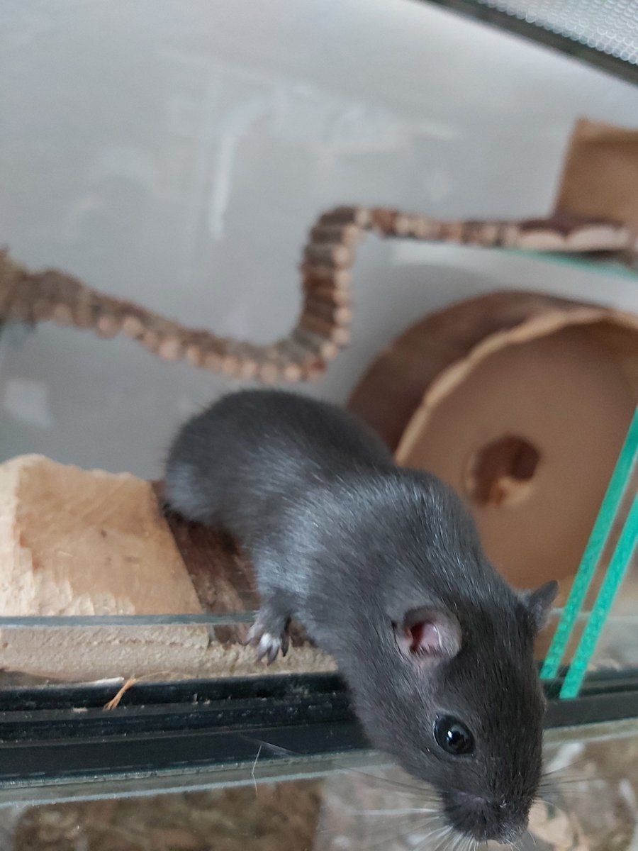 GerbilWebshop's tweet photo. Hazel & Sooty! De recyclers van Bethina 😂🤗
#gerbilshopqueenies
#gerbilfokkerijqueenies
#gerbilsofinstagram
#gerbil
#gerbils
#gerbillove
#gerbilgram
#gerbilarium
#gerbilpups
#gerbilsofig
#renmaus
#renmäuse
#gerbilsaustria
#gerbille
#gerbilles
#pet
#petsofinstagram https://t.co/DPBidx9wU1
