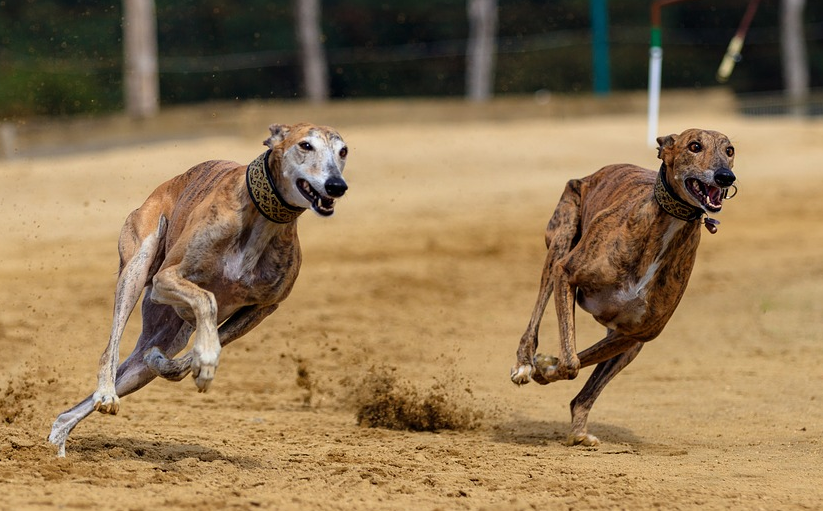 Kinsley_Dogs's tweet photo. Did you know a greyhound can reach speeds of 45 kmh in 3 strides and full speed of 70 kmh within 30 metres or six strides?
#TuesdayTrivia #TuesdayThoughts #greyhounds #gonetothedogs #history #KinsleyGreyhoundStadium #Yorkshire #historyofdogs #peoplewholovegreyhounds https://t.co/BONLvKERNK