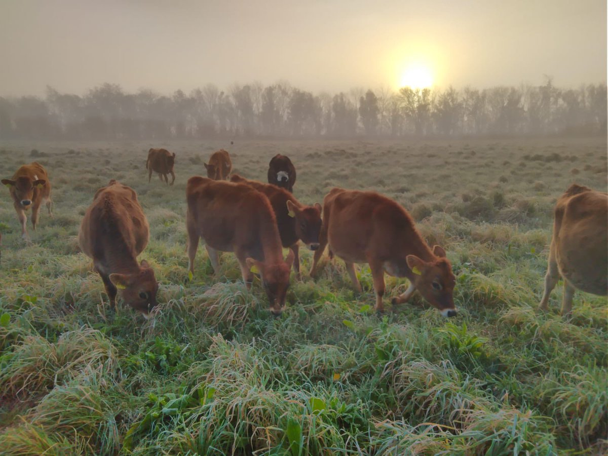puregraze's tweet photo. Lekker weiden in de ochtend dauw! ☘️🌱🌿
#weidegang #natuurinclusief #beweiding https://t.co/oX6G0R1ZuP