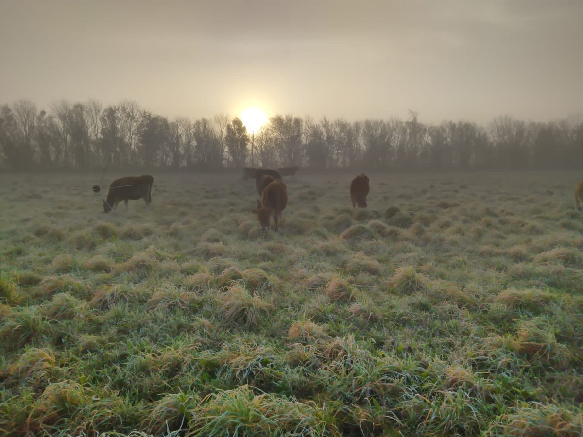 puregraze's tweet photo. Lekker weiden in de ochtend dauw! ☘️🌱🌿
#weidegang #natuurinclusief #beweiding https://t.co/oX6G0R1ZuP