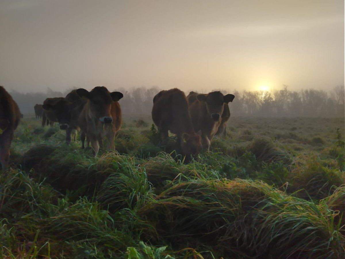 puregraze's tweet photo. Lekker weiden in de ochtend dauw! ☘️🌱🌿
#weidegang #natuurinclusief #beweiding https://t.co/oX6G0R1ZuP