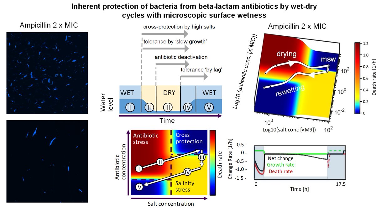 KashtanLab's tweet photo. A new preprint is out! We found that bacteria can tolerate high concentrations of beta-lactam antibiotics for prolonged time under microscopic surface wetness - a commonly occurring hydration state in soil, on plant leaves and roots, and on indoor surfaces.https://t.co/WeqfklKMSv https://t.co/aKnlrcw00w
