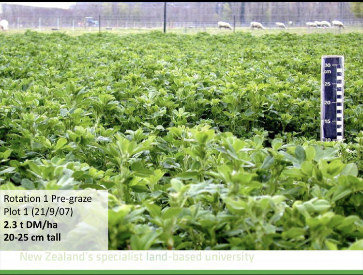 perrinag's tweet photo. @MorrisonFarming @BLNZ_Lucerne @AaronJMeikle https://t.co/d8PKsd4DAd