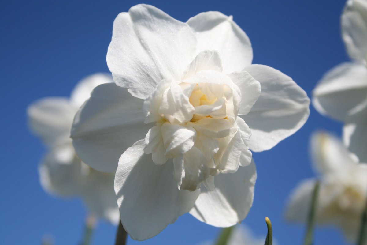 Dreaming of a white Christmas with daffodil Snowball ⛄️ #183varieties #ppennings #spring2021 #holland #flowerbulbs
