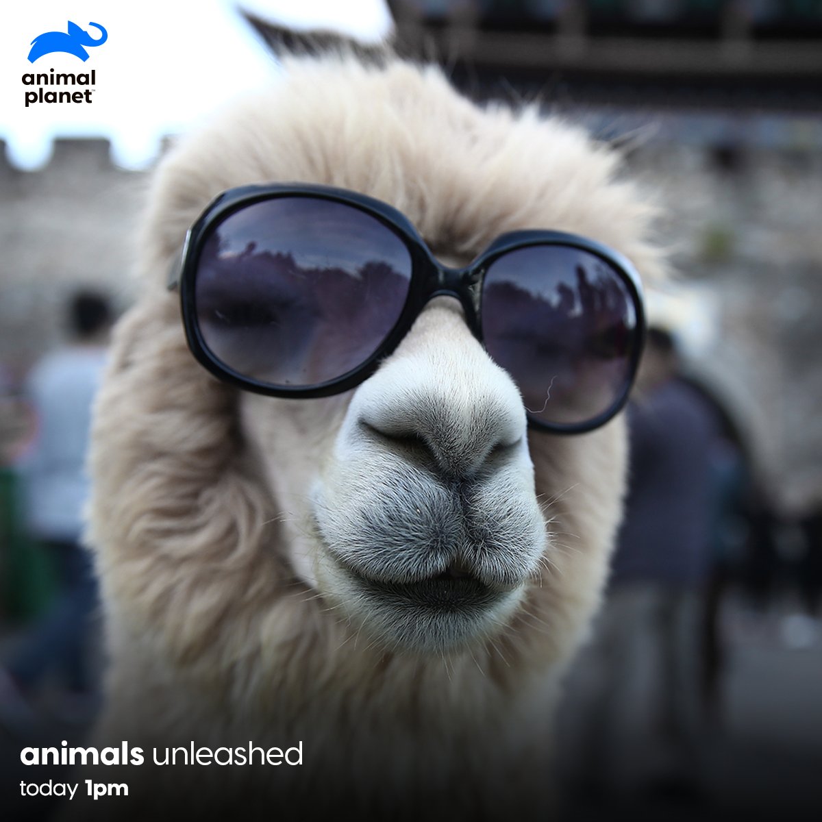 Animal Planet India on Twitter: Animal Planet India on Twitter: