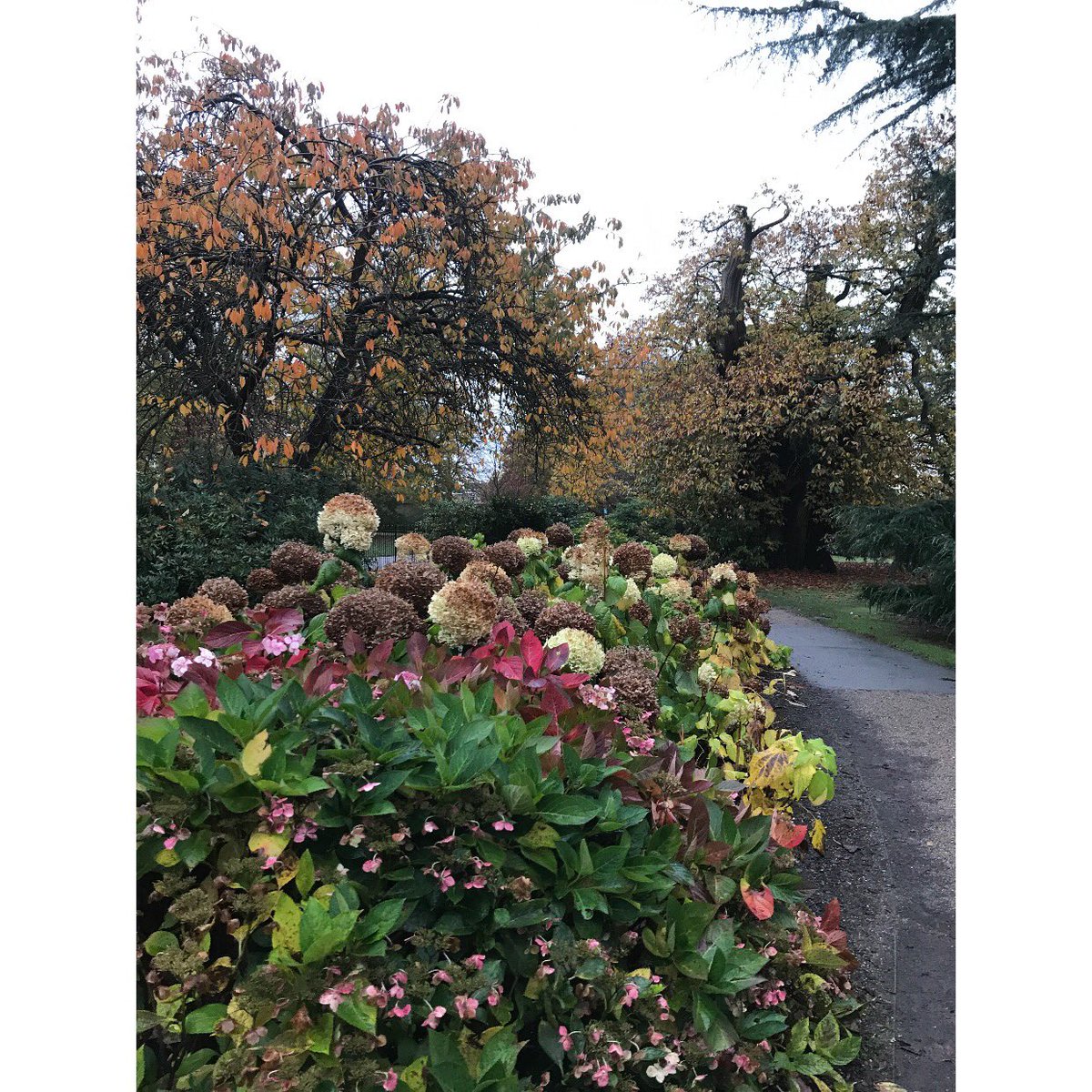 GGSparkes's tweet photo. Our beautiful #greenwichpark π³πππΎπ #jogbeforework https://t.co/2zKffs6R1N
