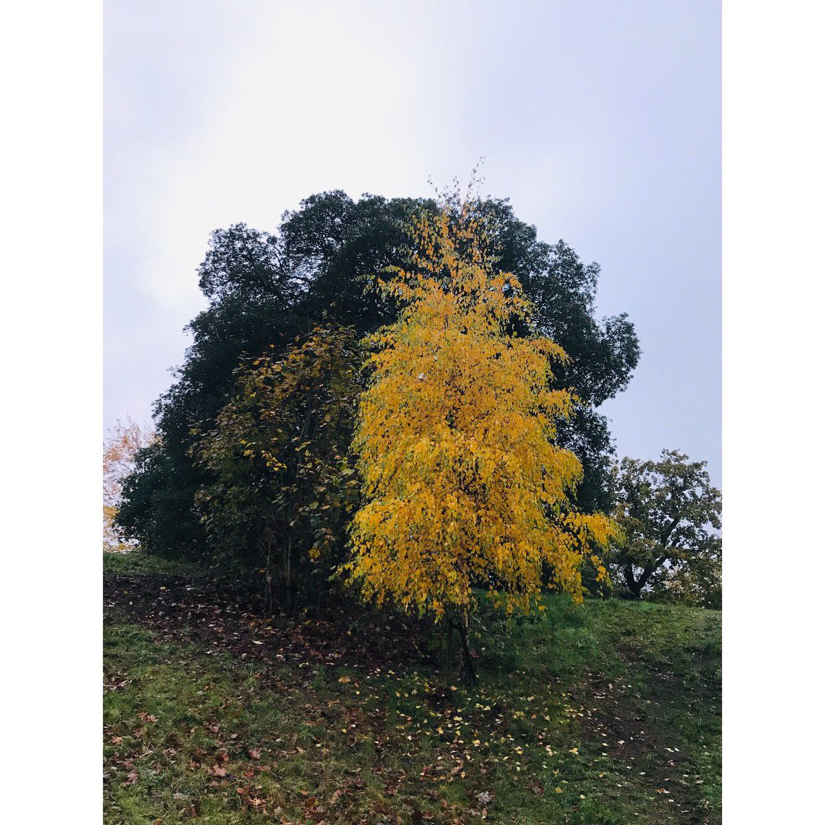 GGSparkes's tweet photo. Our beautiful #greenwichpark π³πππΎπ #jogbeforework https://t.co/2zKffs6R1N