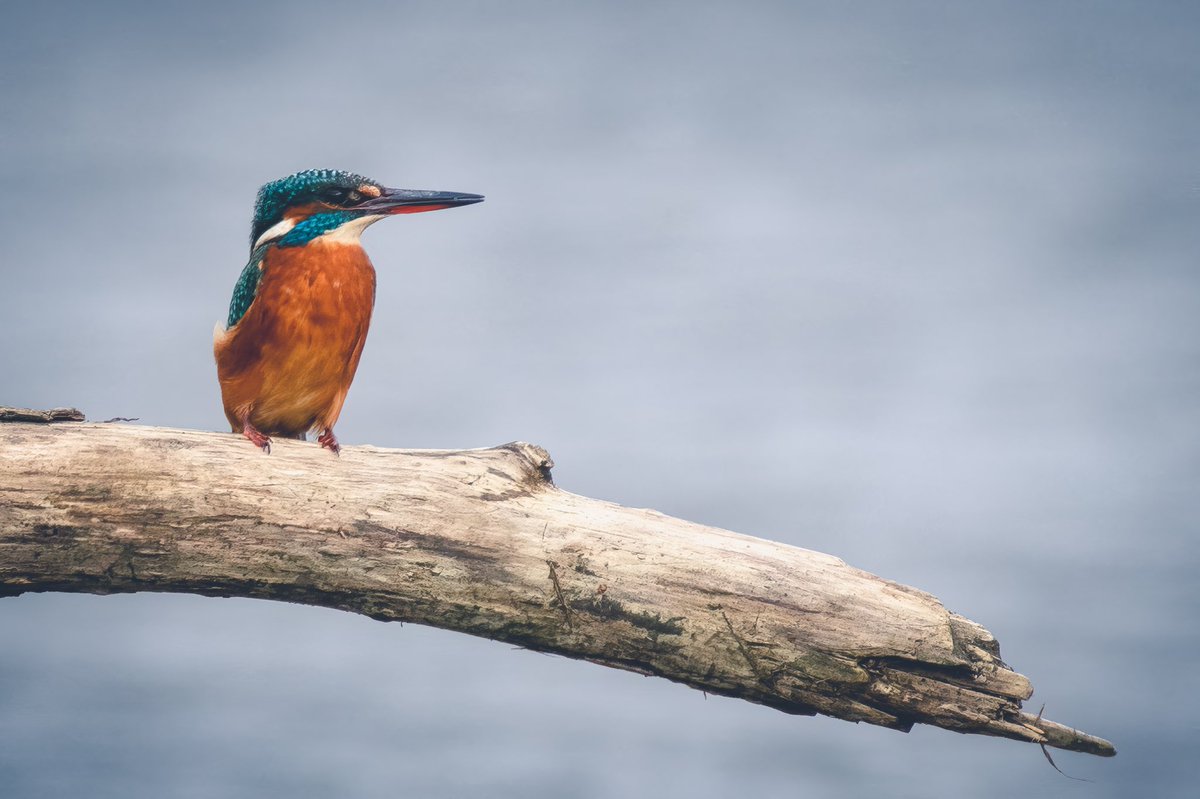 @BirdPhotography tweet media