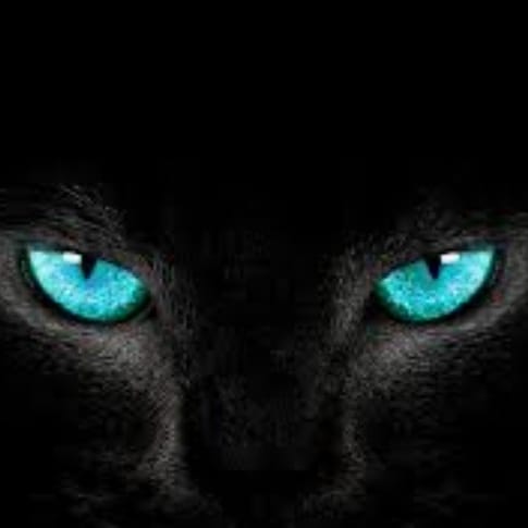 Thelastmeow1's tweet photo. Blue-eyed cats

#CatsOfTwitter #catsofinstagram #catoftheday #CatScratchTwt https://t.co/tGGusQhDXX
