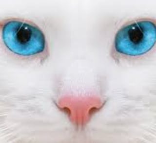 Thelastmeow1's tweet photo. Blue-eyed cats

#CatsOfTwitter #catsofinstagram #catoftheday #CatScratchTwt https://t.co/tGGusQhDXX
