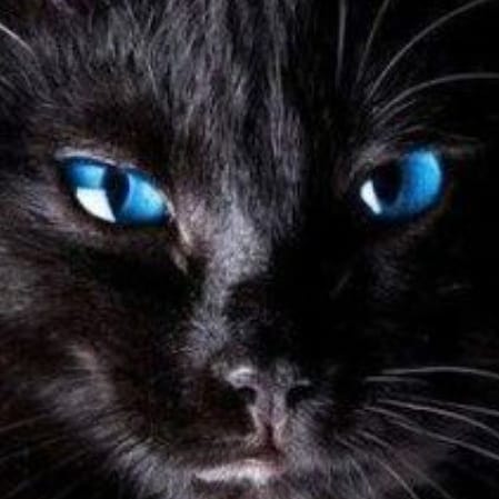 Thelastmeow1's tweet photo. Blue-eyed cats

#CatsOfTwitter #catsofinstagram #catoftheday #CatScratchTwt https://t.co/tGGusQhDXX