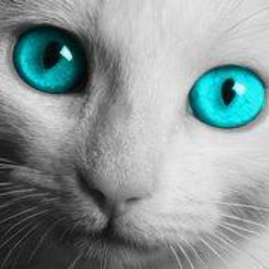 Thelastmeow1's tweet photo. Blue-eyed cats

#CatsOfTwitter #catsofinstagram #catoftheday #CatScratchTwt https://t.co/tGGusQhDXX