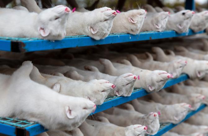 SirenesFR's tweet photo. 🇩🇰[FLASH] - Au #Danemark, des centaines de #visons sont brûlés vivants après avoir survécu à un gazage lors d'un énorme abattage de #Covid19 dans toute l'#Europe. #Coronavirus https://t.co/BV4dwEq53o