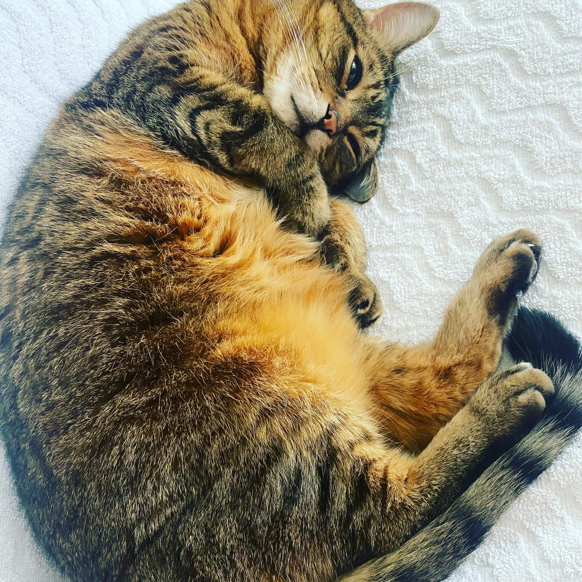KuzjaTheCat's tweet photo. Happy Warm November, Everyone! Meow! #CatsOfTwitter #Caturday #Weather https://t.co/p9JbhBPd8N