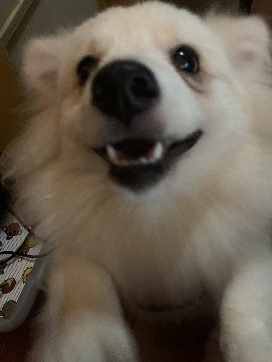 daawnut's tweet photo. when i say “smile” he really would

i love him so much 😭🥺💖 https://t.co/J0FvSOu08D