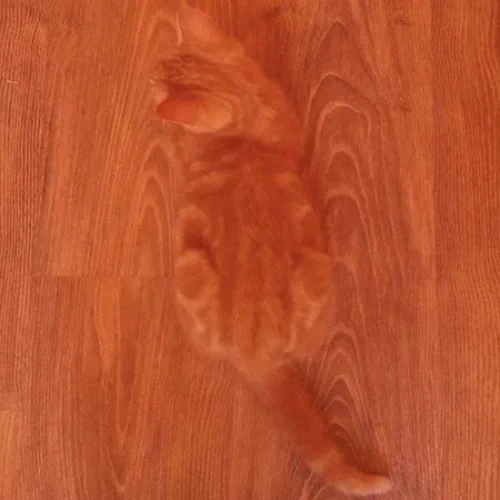 この画像になにがいる？おわかりいただけただろうか・・・？