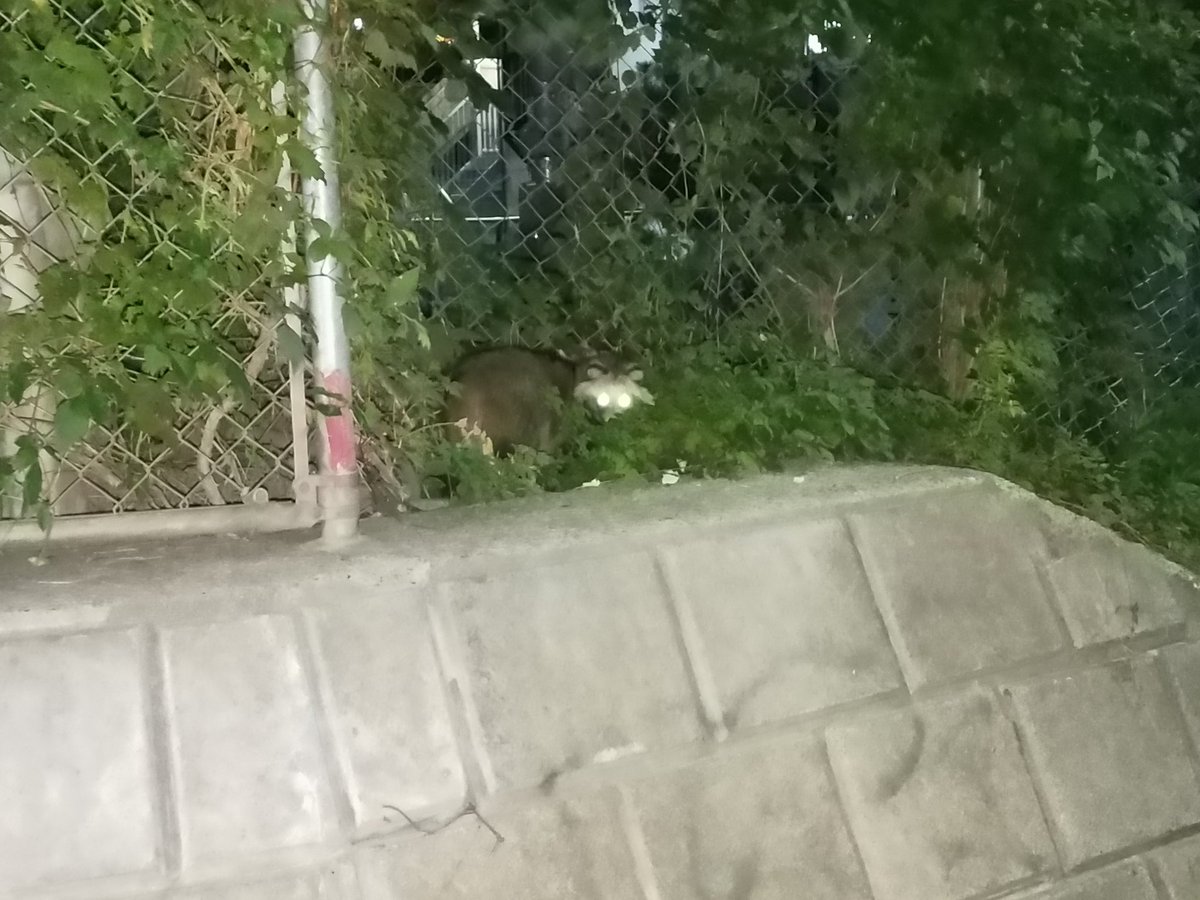 para_527's tweet photo. 昨日のバイト帰りに近所でたぬきと遭遇してしまった https://t.co/F2kGPcj4qB