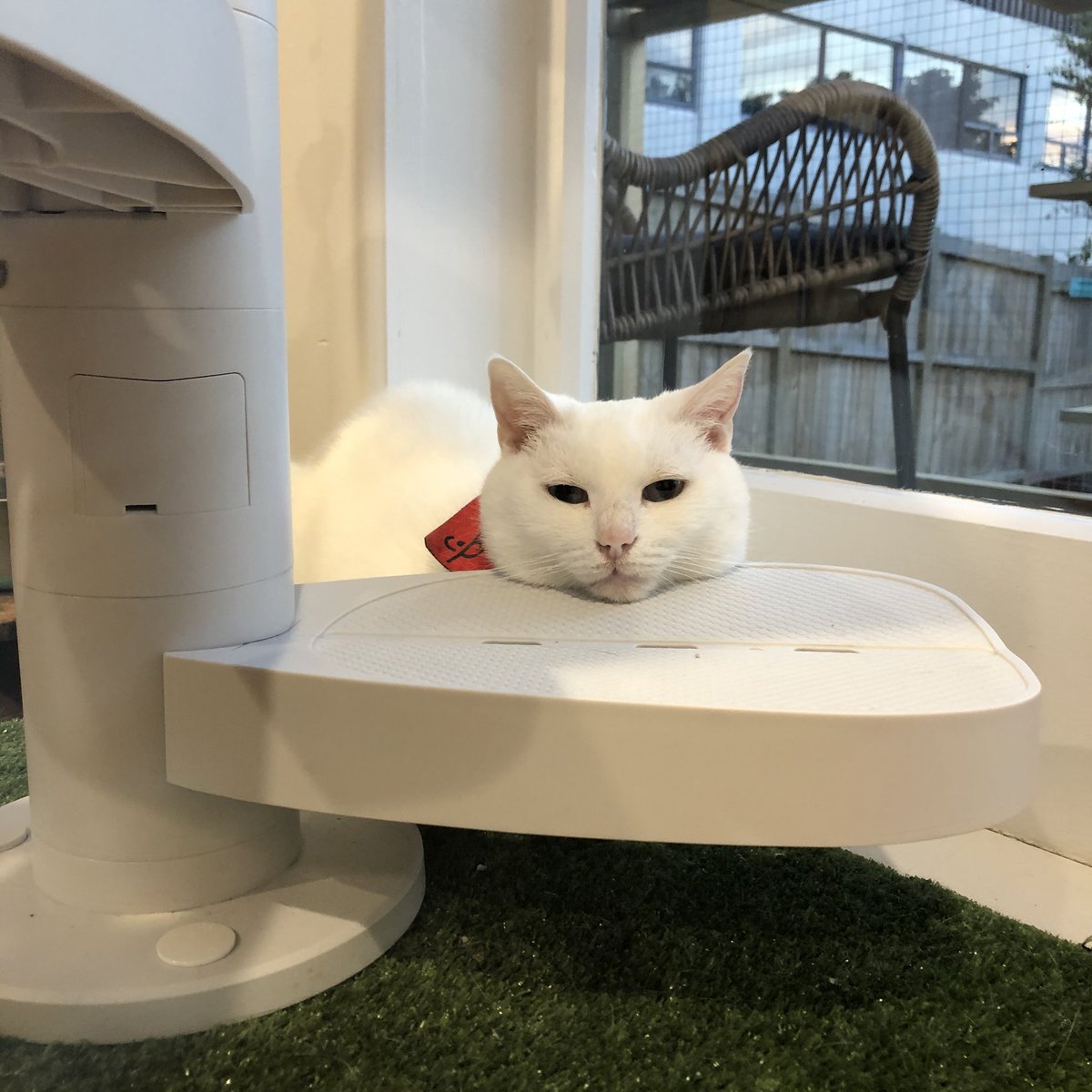 purrsandbeansnz's tweet photo. The bottom @MonkeeTree branch makes a handy chin rest for #LadyMaryClawley who is not impressed by the rainy weather we’ve been having 😾🌧 #rainydays #rainraingoaway #catladder #catfurniture #catification #deafcat #handicats #monkeetreenz #purrsandbeans https://t.co/8x7Yh5GqAx
